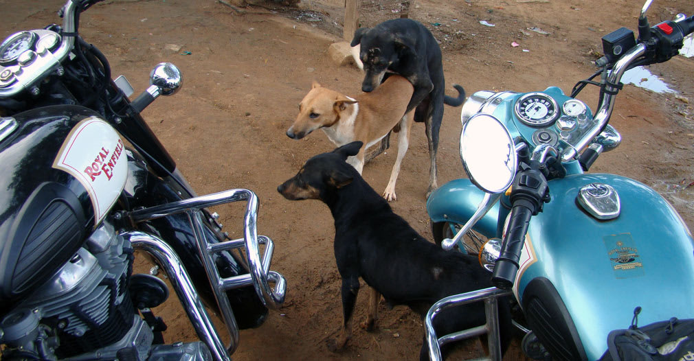Privacy_Dogs_Threesome